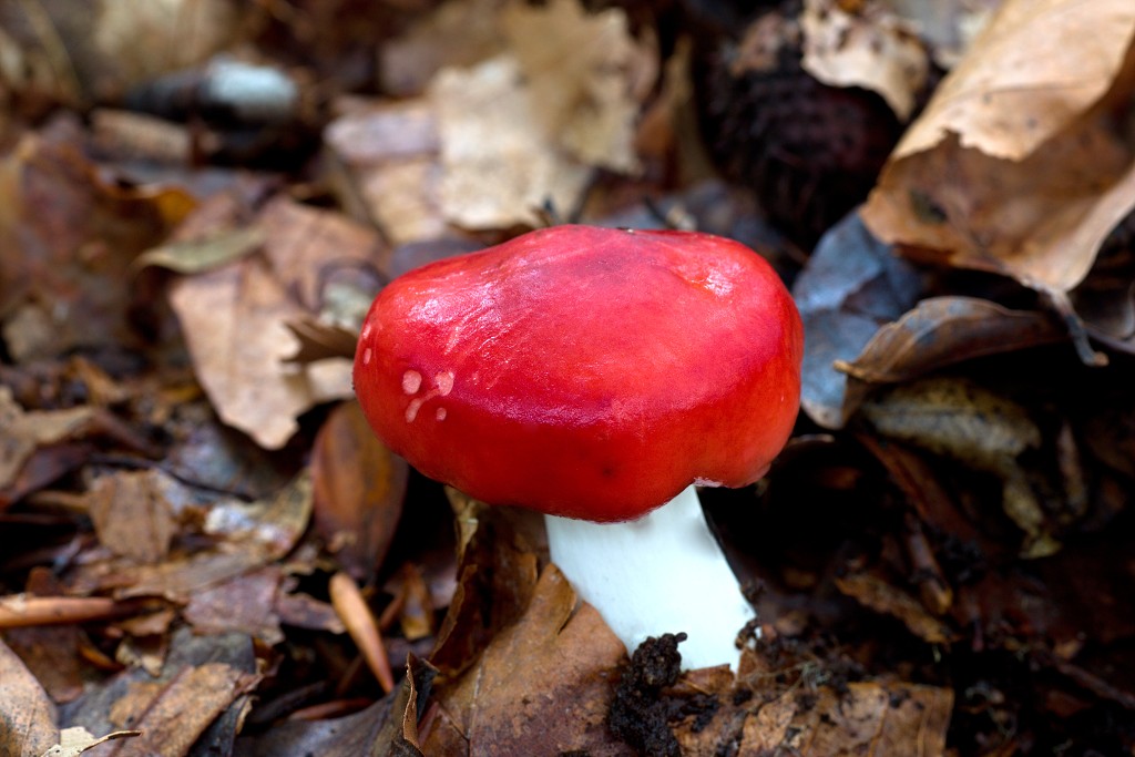 paddenstoel paddenstoelen paddestoel paddestoelen schimmel zwam schimmels zwammen hdr paddo paddos champignon champignons herfst najaar